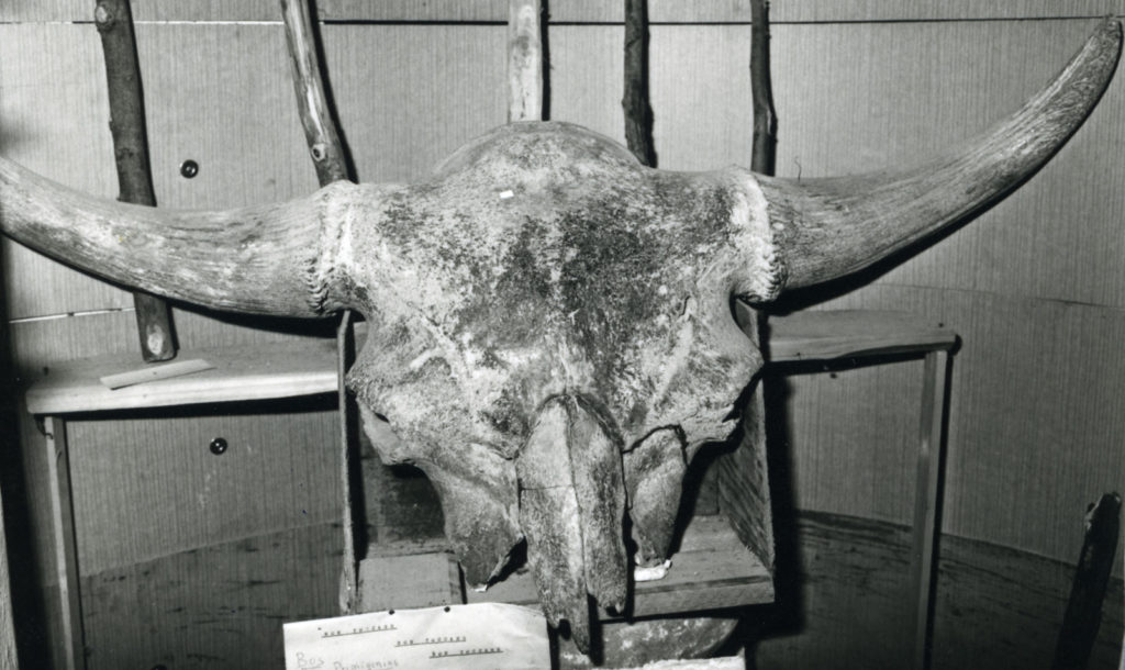 Museo archeologico di S. Lorenzo in Campo - Cranio di Bos Primigenius